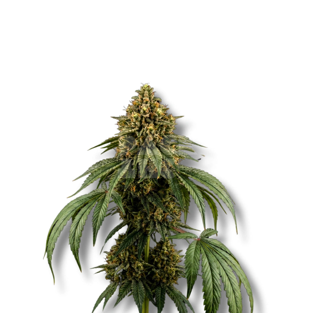 Bud showcase 2