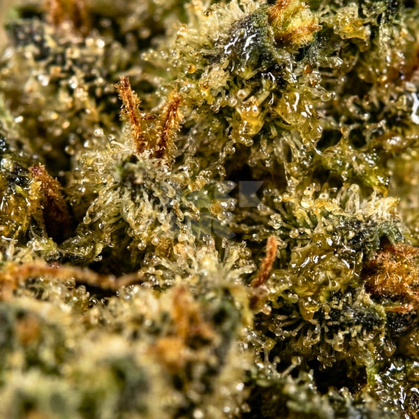Strain GMO Cookies
