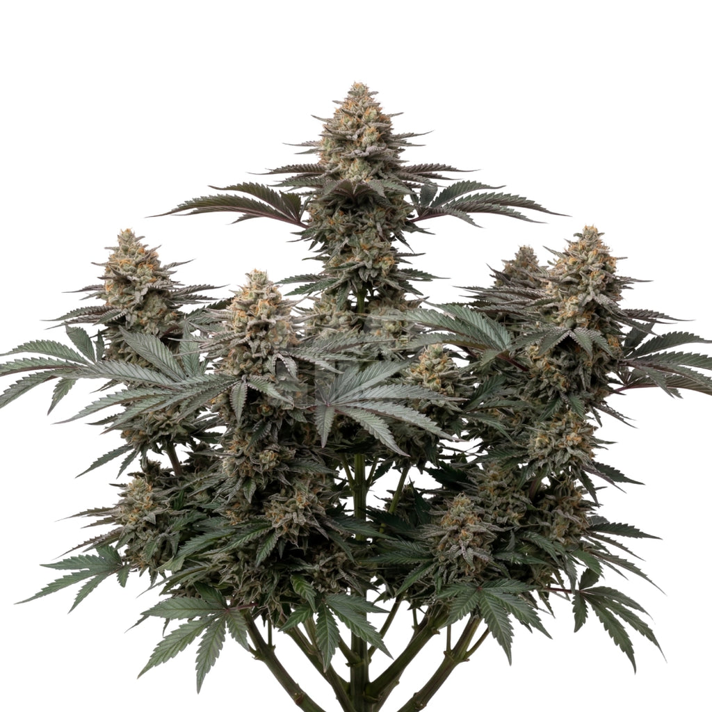 Bud showcase 4