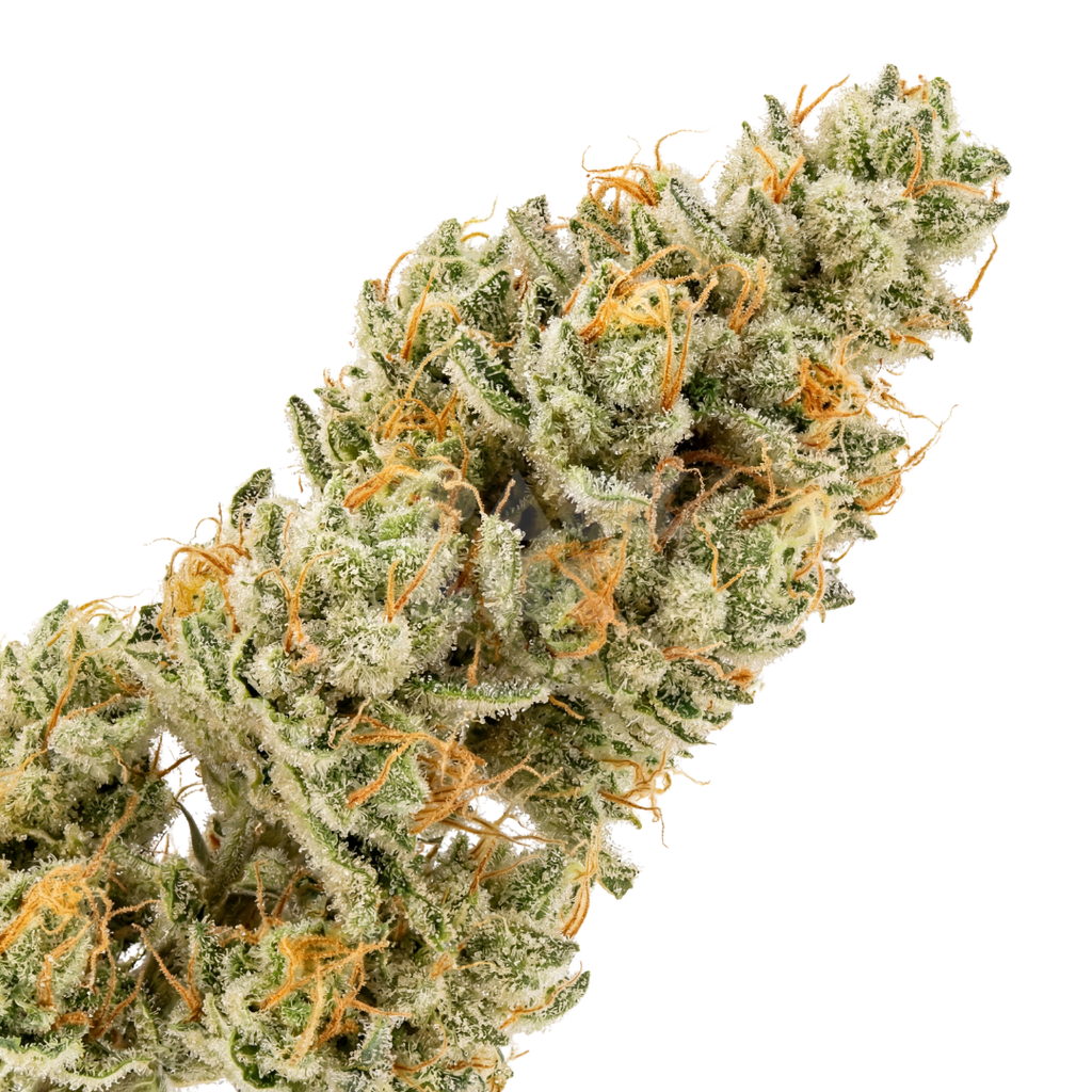 Ghost Train Haze (fem)