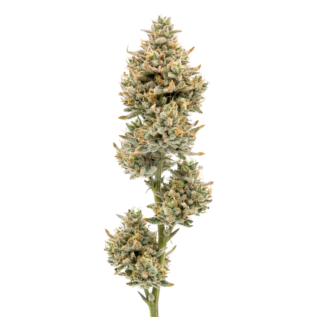 Bud showcase 4