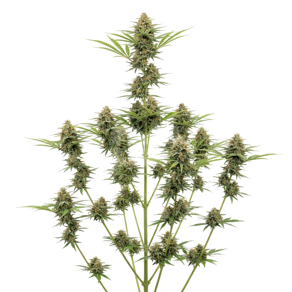 Bud showcase 1