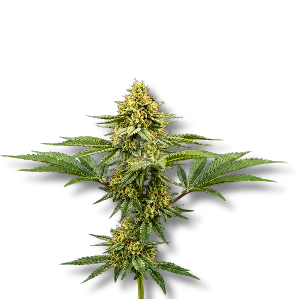 Bud showcase 2