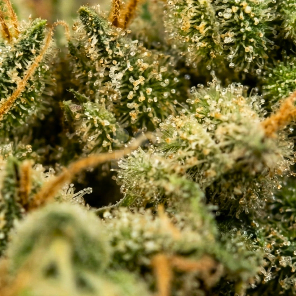 Girl Scout Cookies