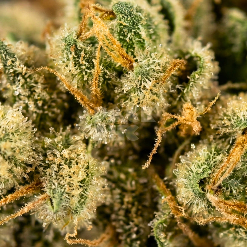 Girl Scout Cookies