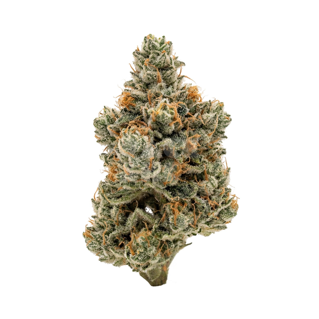 Bud showcase 4