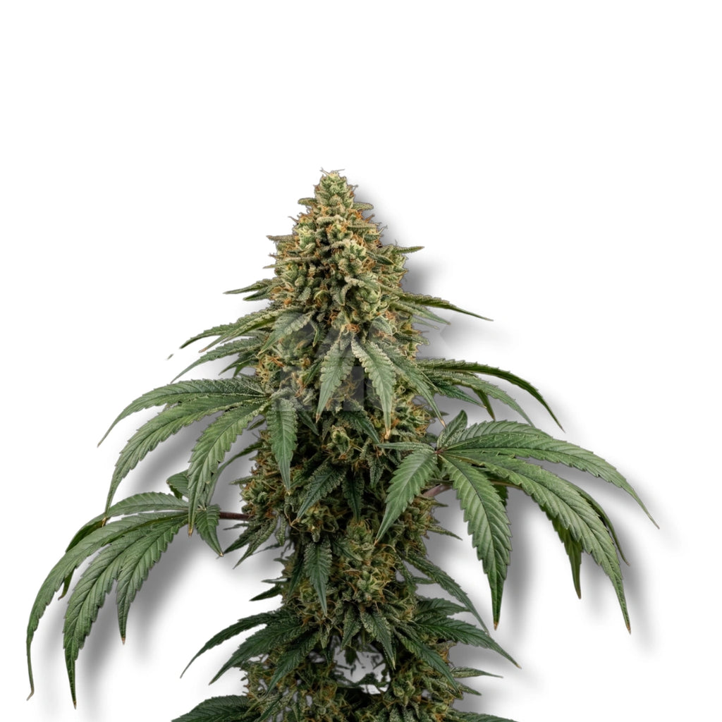 Bud showcase 2