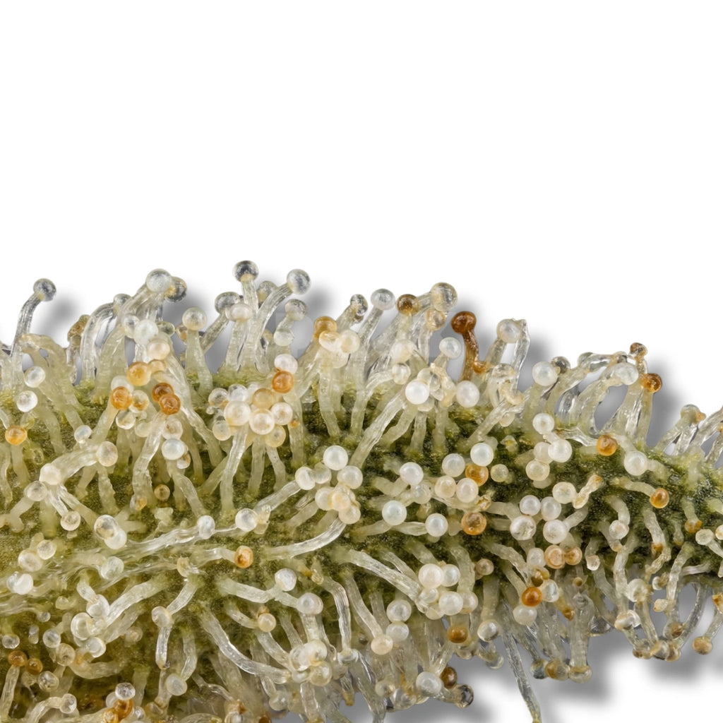Bud showcase 1