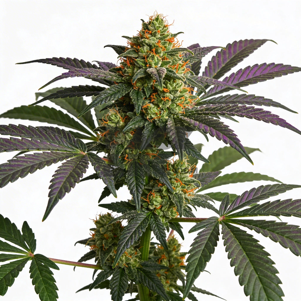 Bud showcase 4