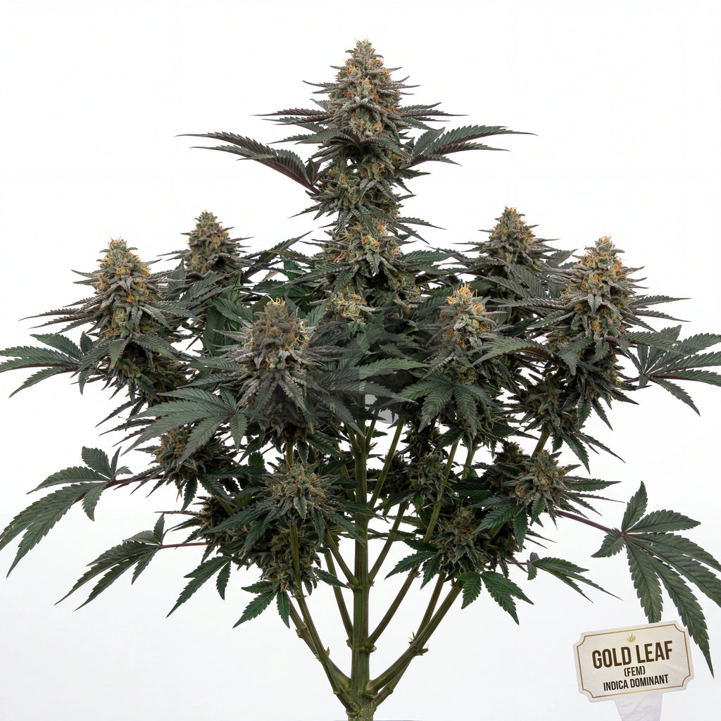 Bud showcase 3