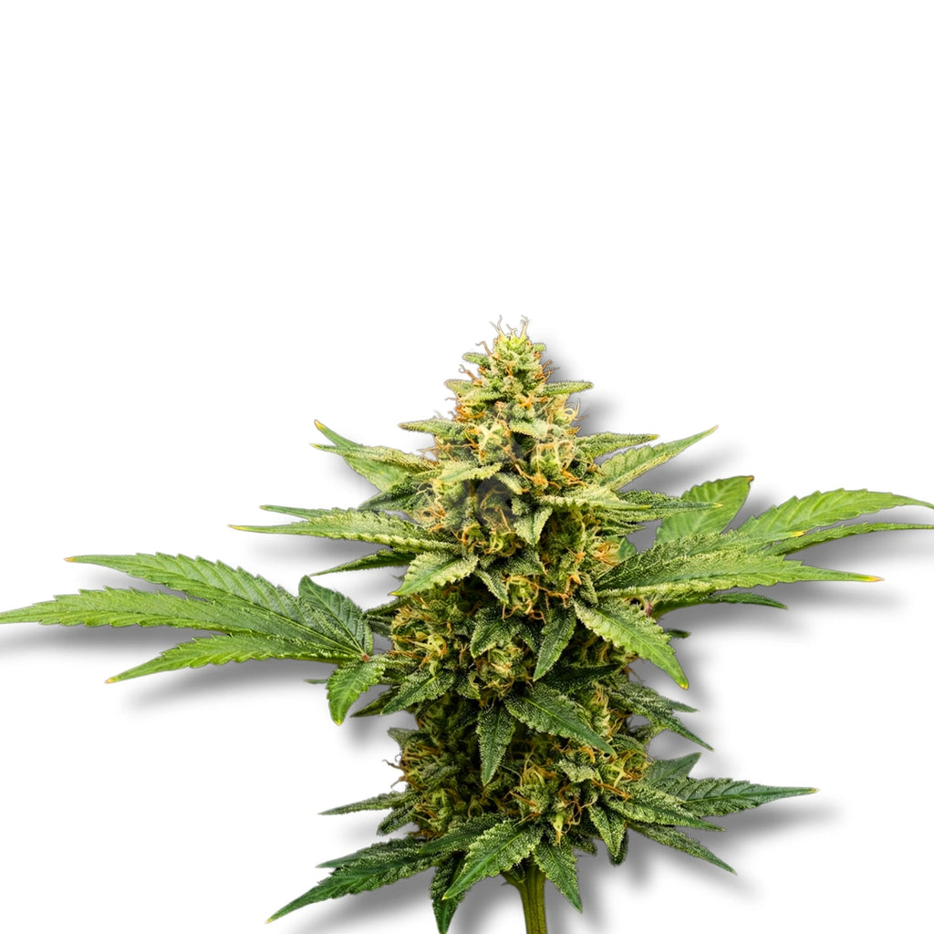 Bud showcase 4