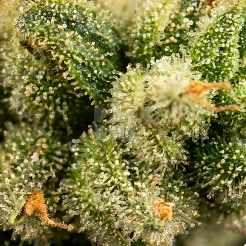 Gorilla Zkittlez