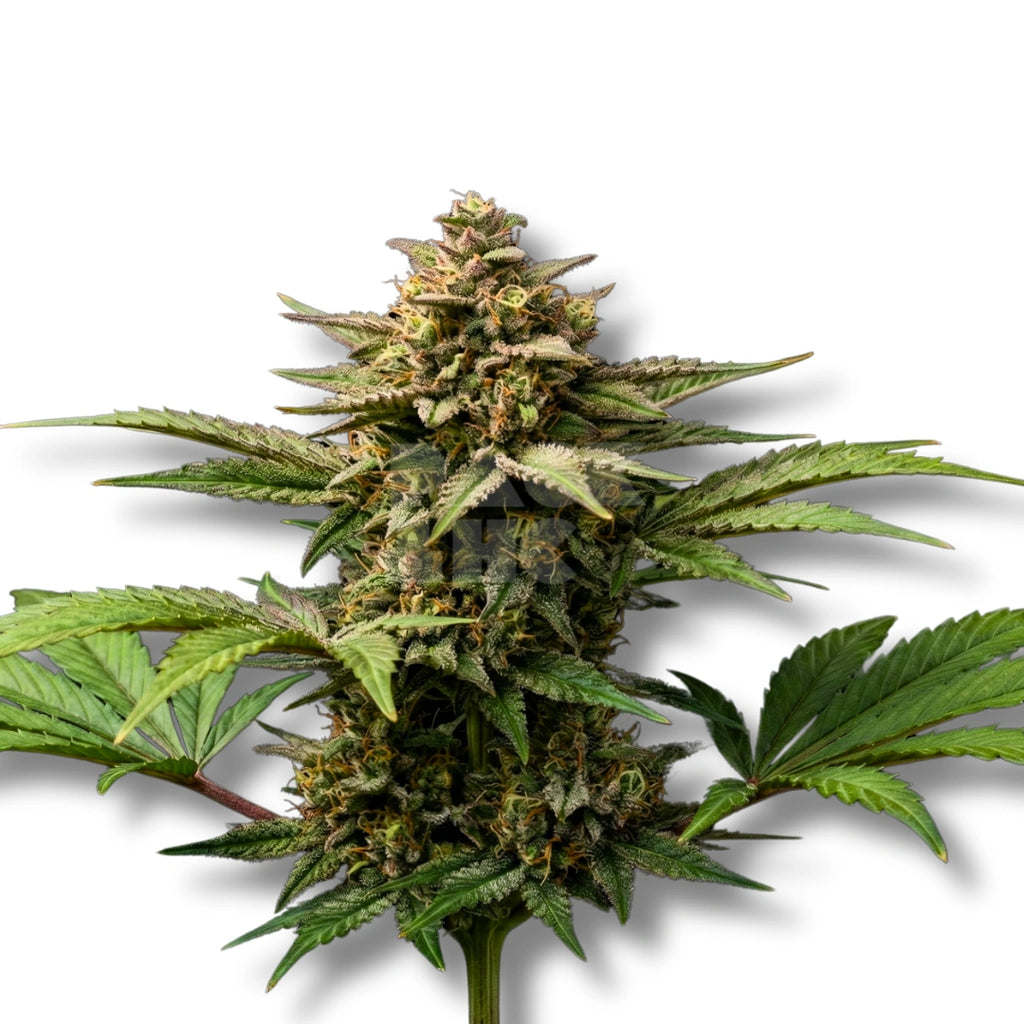 Bud showcase 1