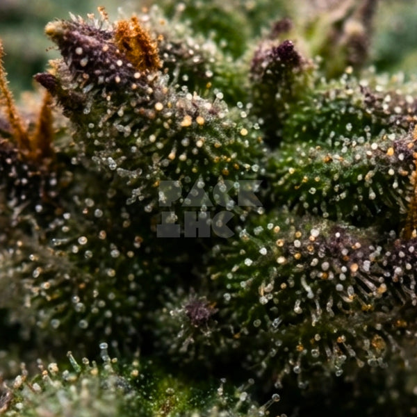 Strain Granddaddy Purple