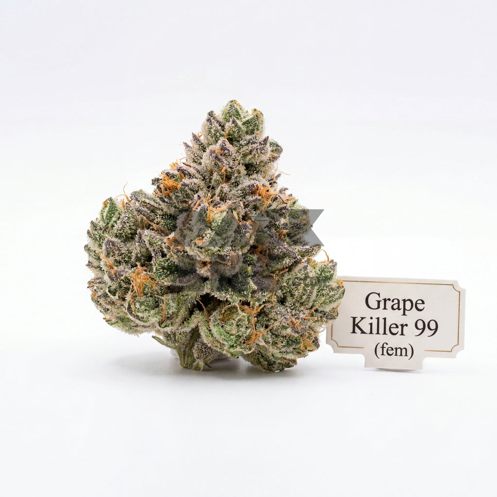 Bud showcase 1