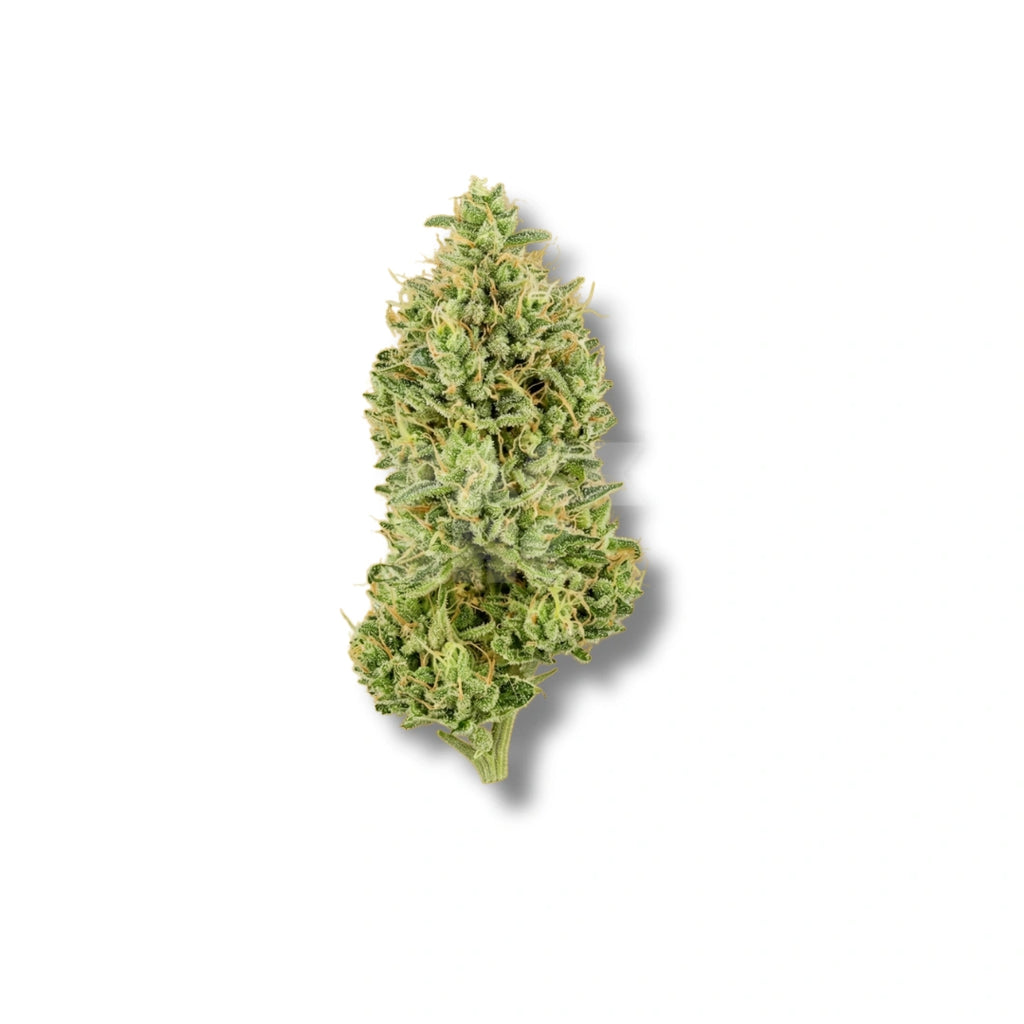 Bud showcase 3