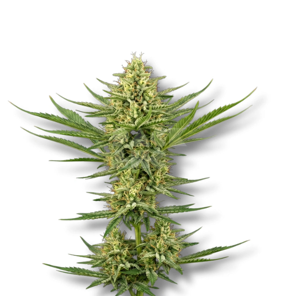 Bud showcase 2