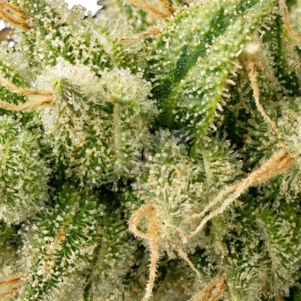 Green Crack