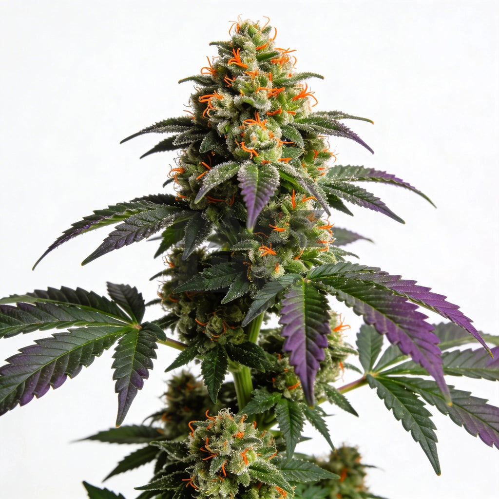 Bud showcase 1