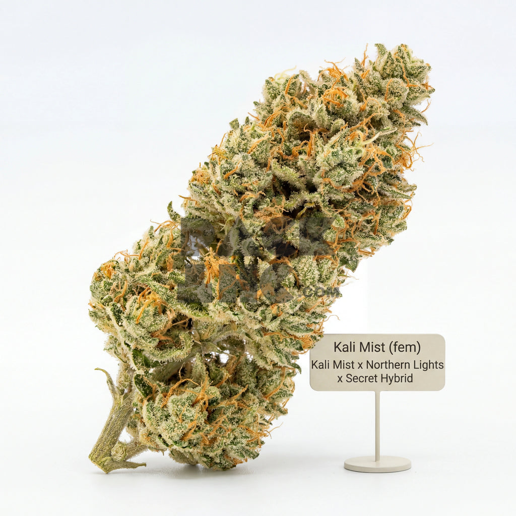 Kandy Kush / Candy Kush (fem)