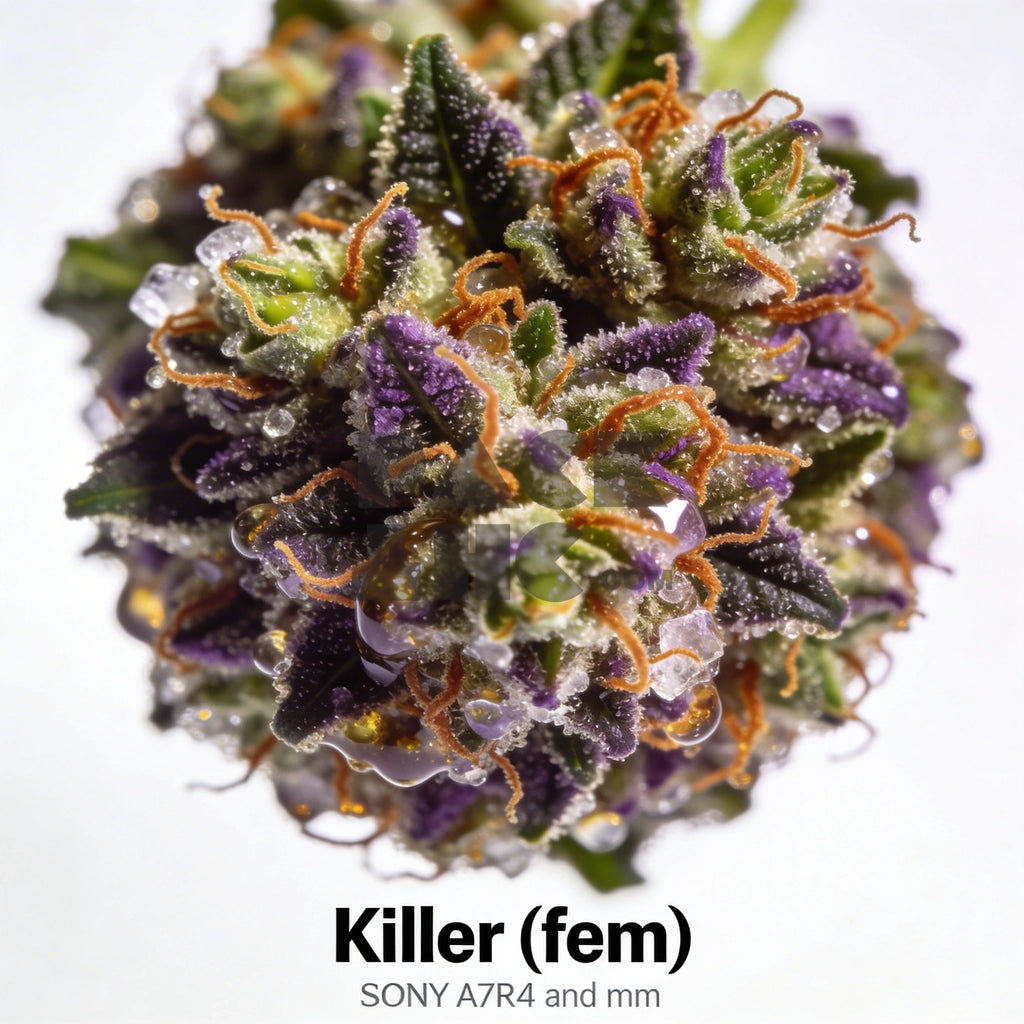 Bud showcase 1