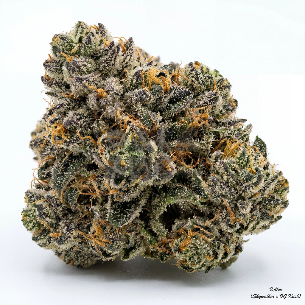 Kosher (fem)
