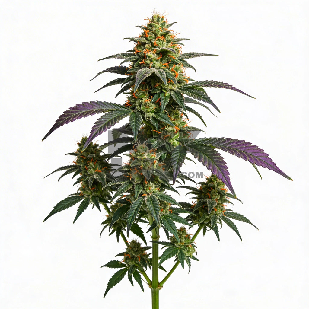 Bud showcase 2