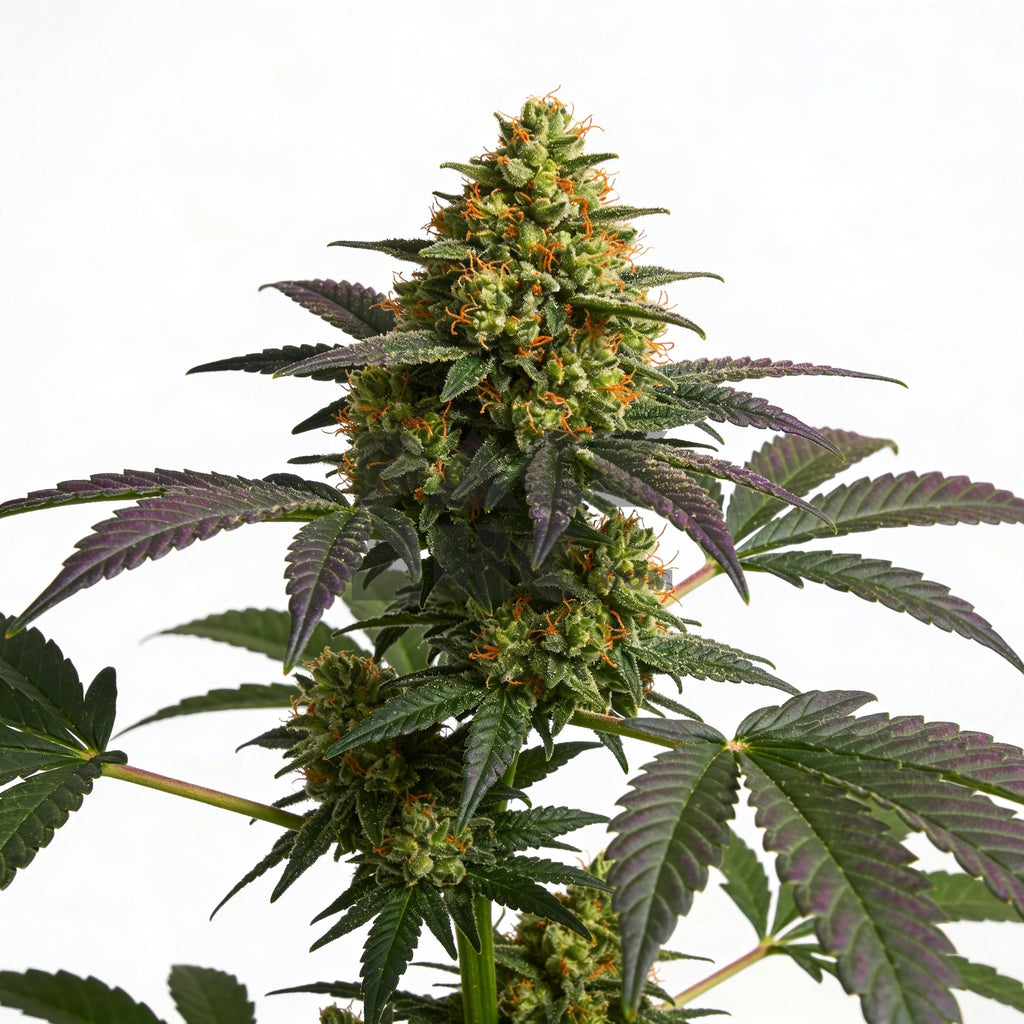 Bud showcase 1