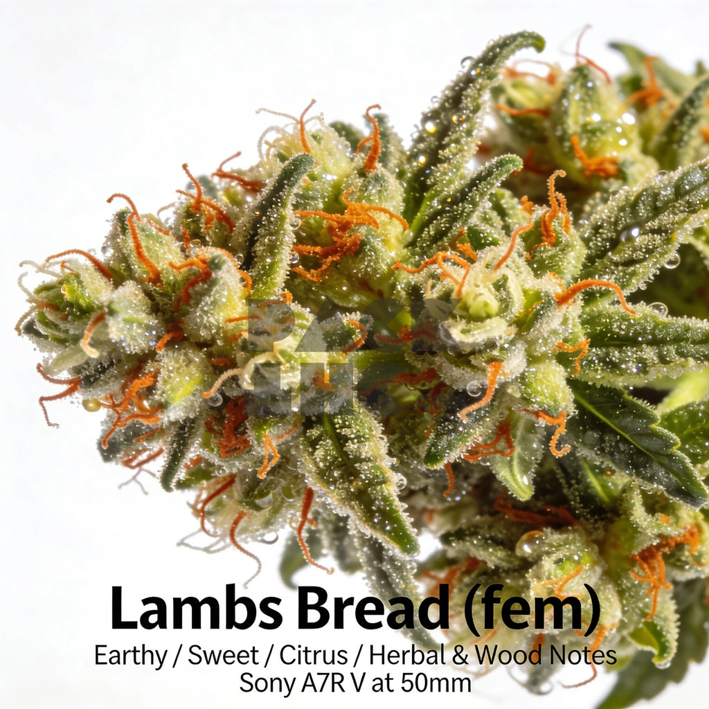 Bud showcase 1