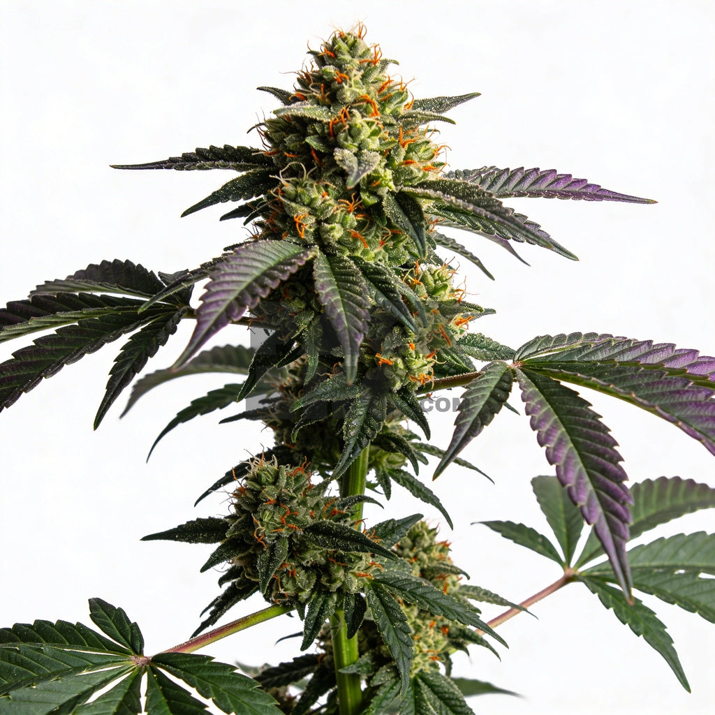 Bud showcase 1