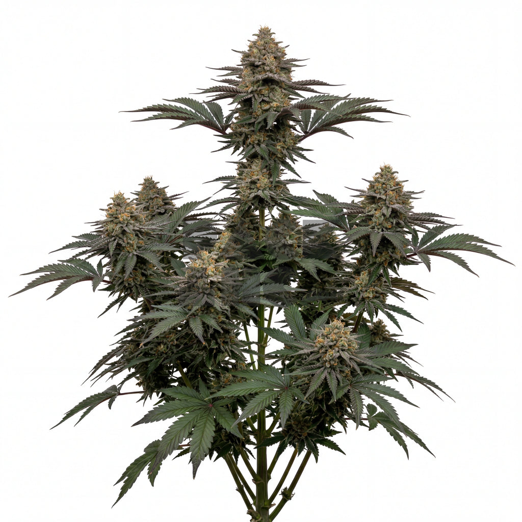 Bud showcase 1