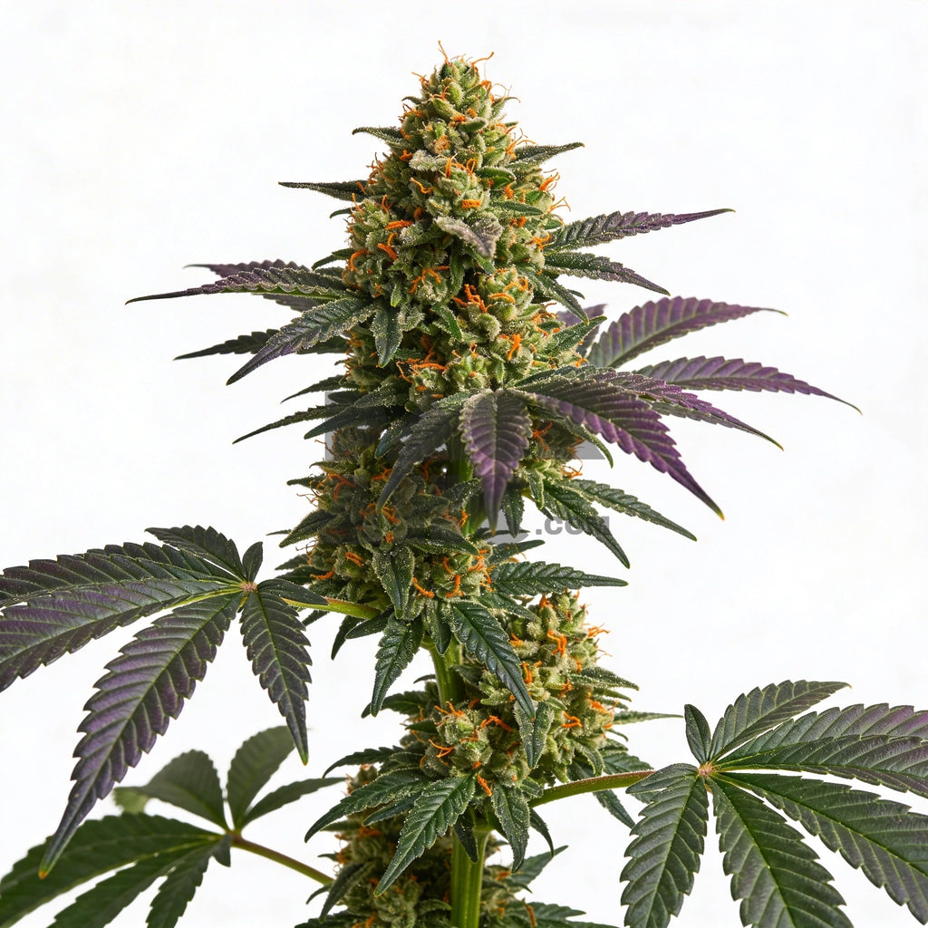 Bud showcase 2