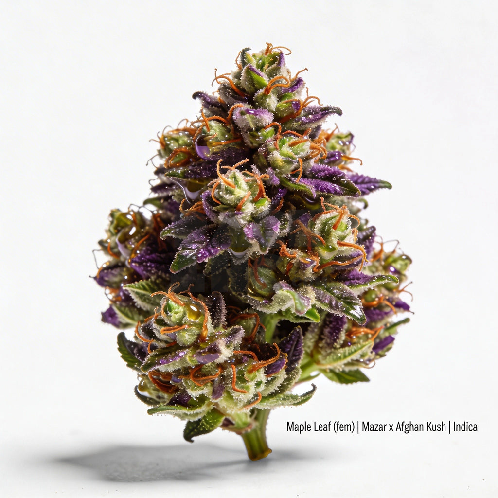 Bud showcase 3