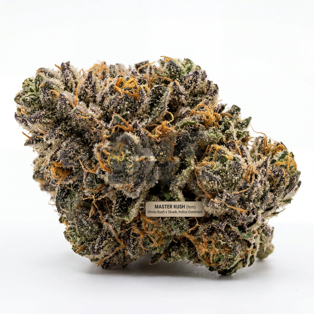 Bud showcase 1