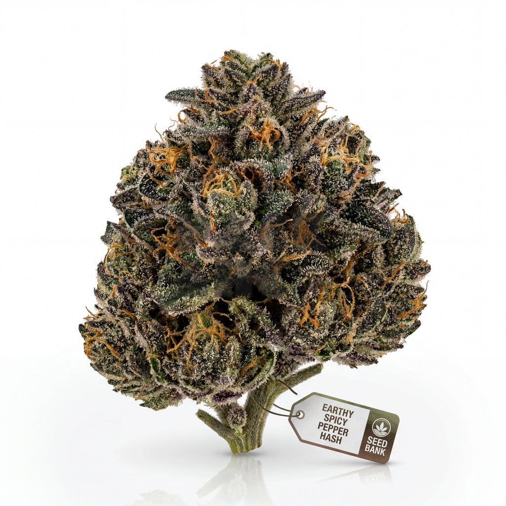 Bud showcase 3