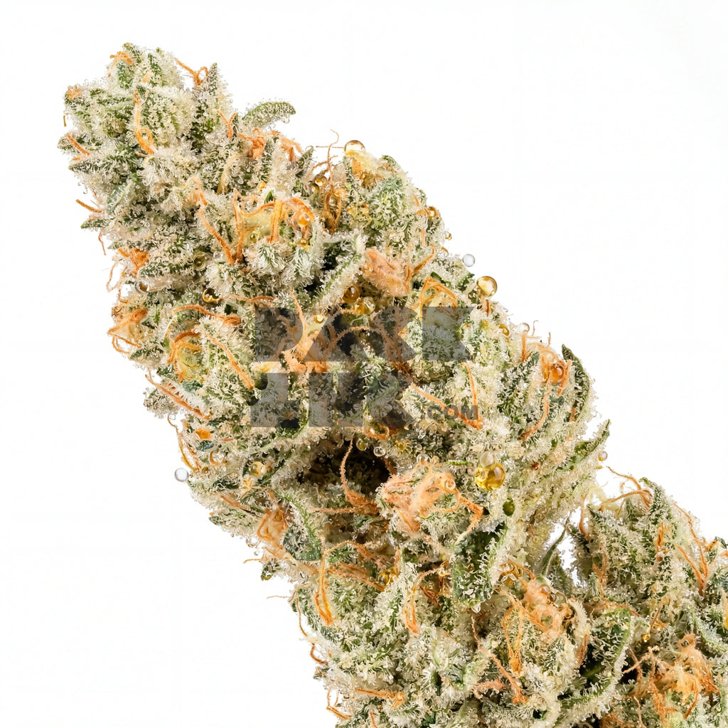 Bud showcase 4