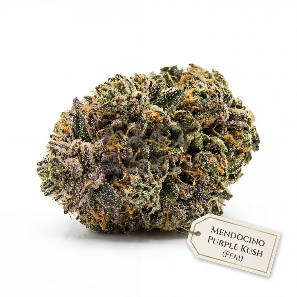Mexican Haze (fem)