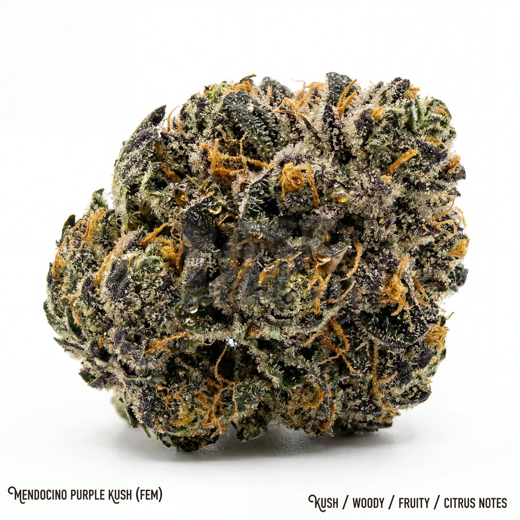 Bud showcase 4
