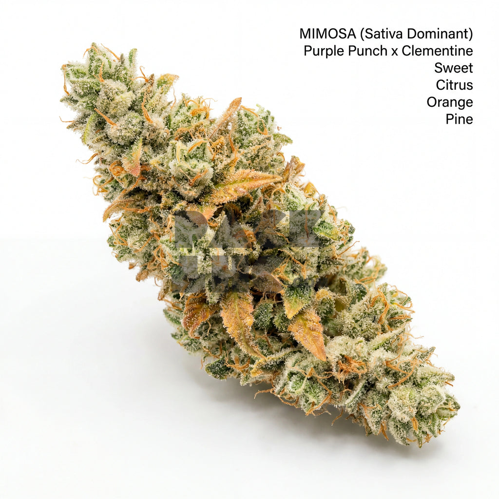 Bud showcase 1