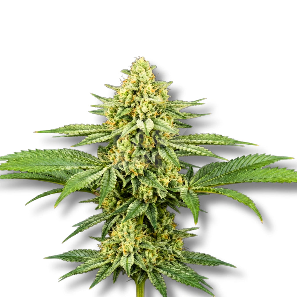 Bud showcase 1
