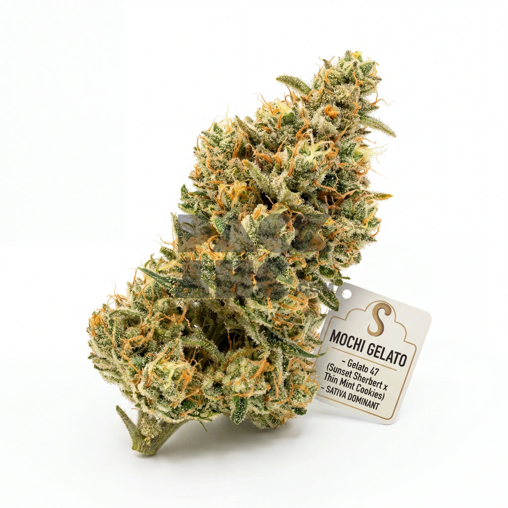 Bud showcase 2