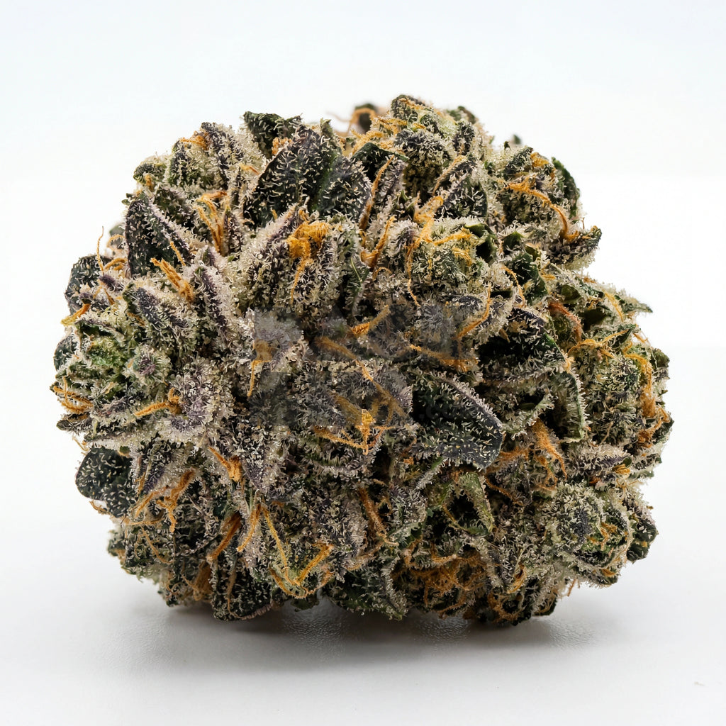 Northern Critical (fem)
