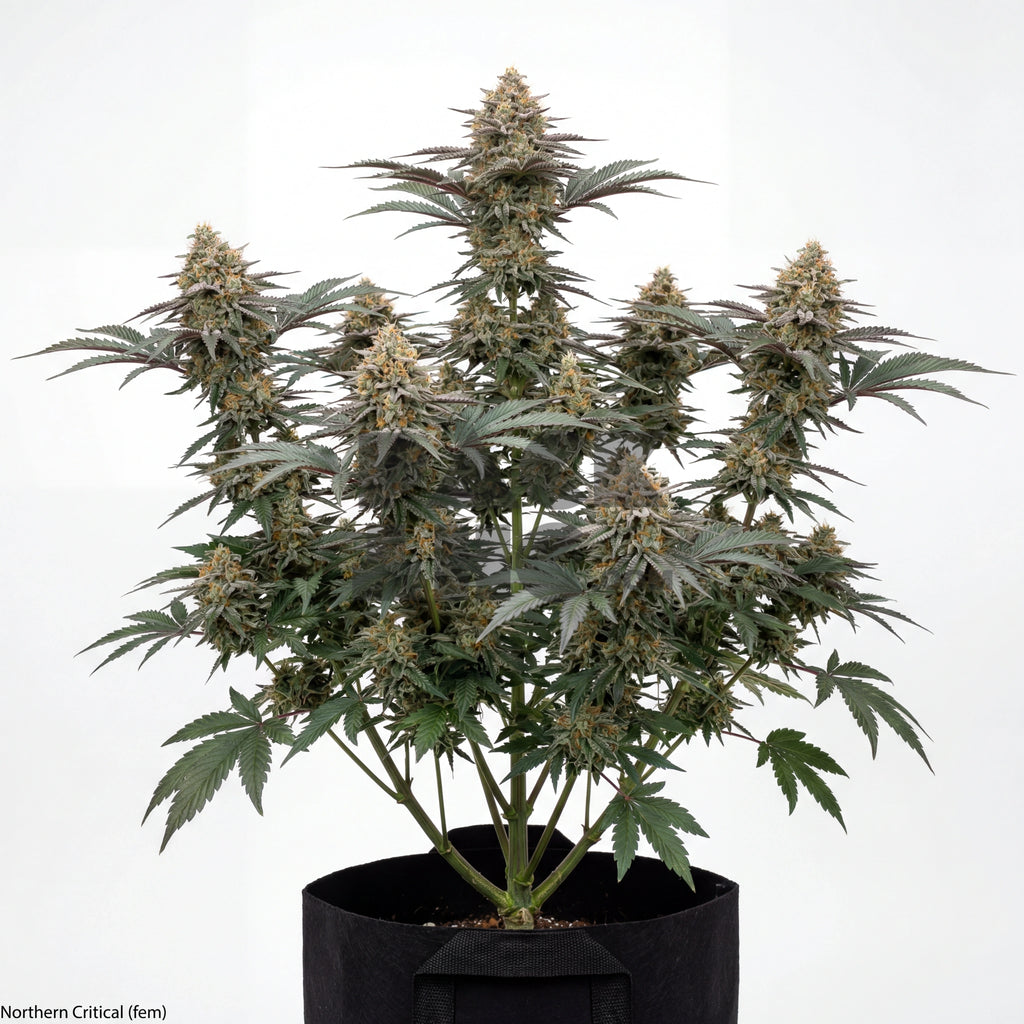 Bud showcase 2