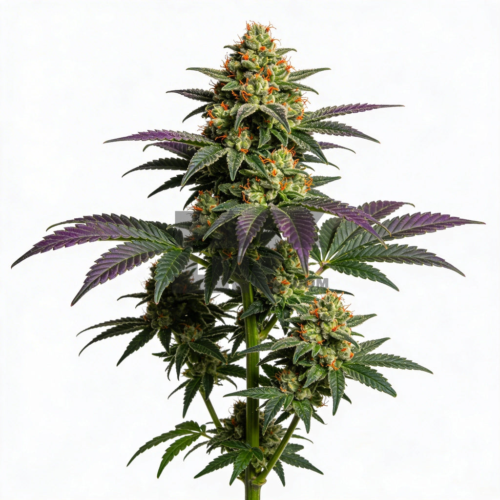 Bud showcase 1