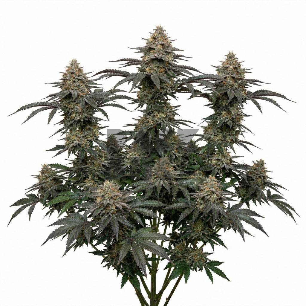 Bud showcase 1