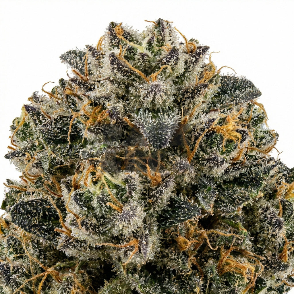 Northern Lights x Skunk (fem)