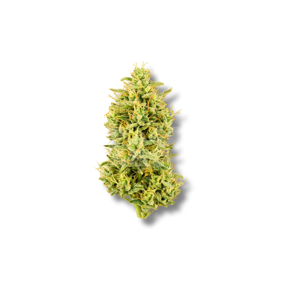 Bud showcase 4