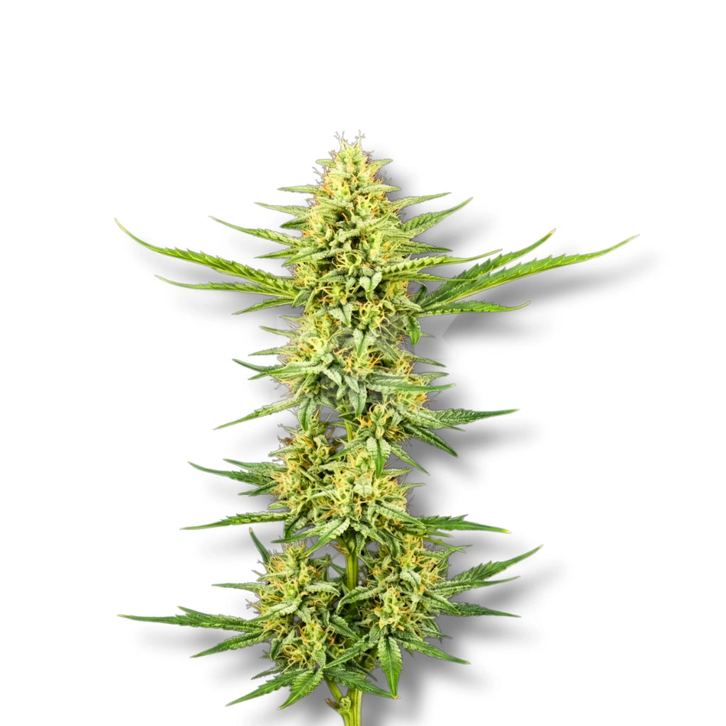 Bud showcase 1