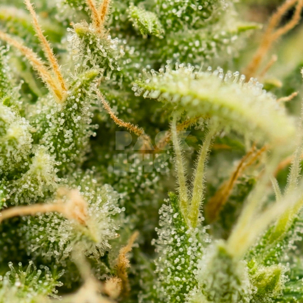 Super Lemon Haze