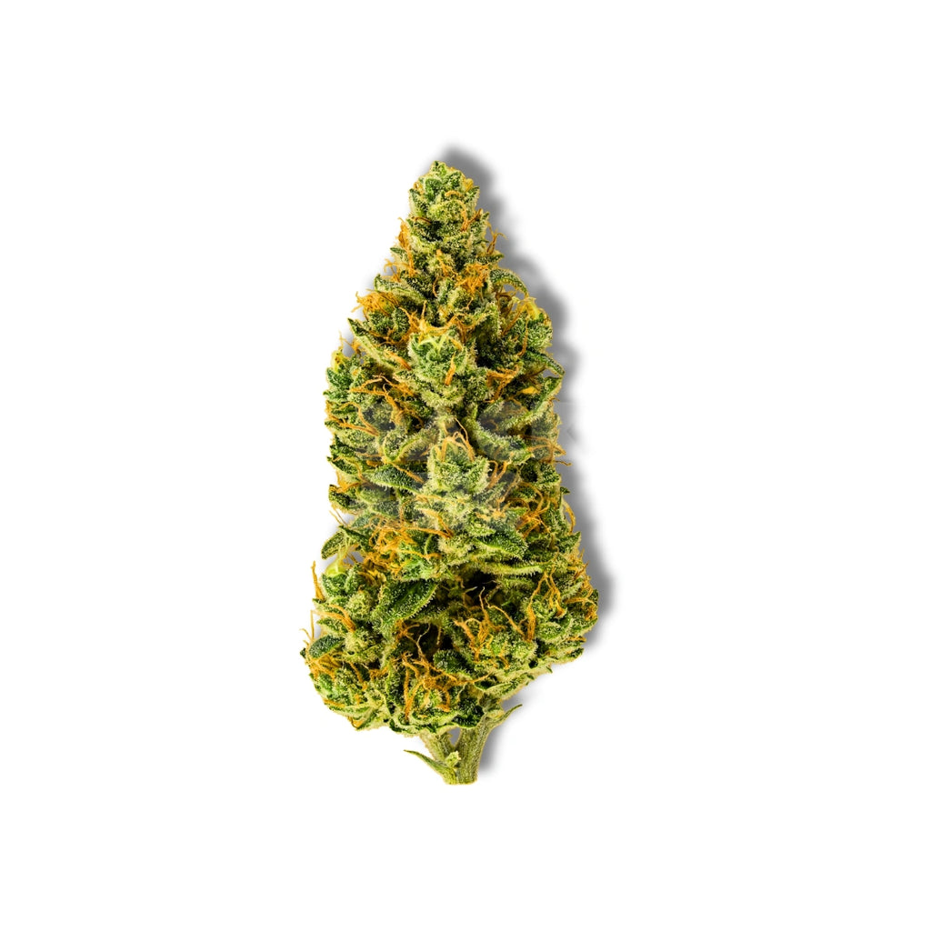 Bud showcase 3